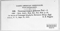 Gymnosporangium globosum image